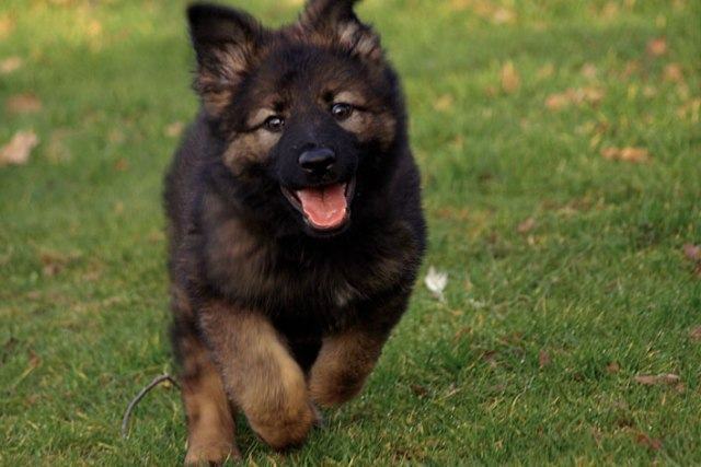 Criminosos Invadem Casa E Furtam Cachorro Da Raca Pastor Alemao Em